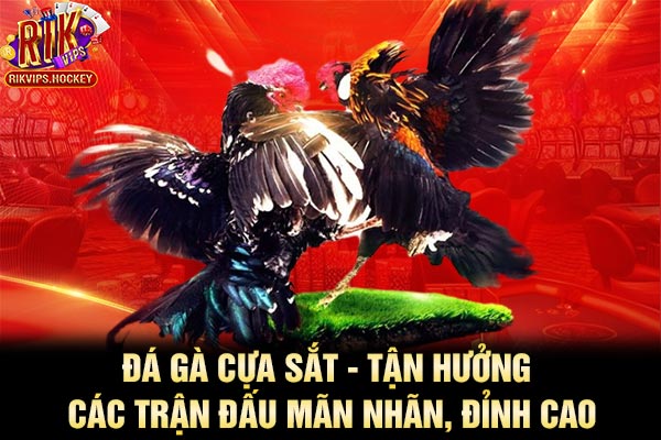 Đá Gà Cựa Sắt - Tận Hưởng Các Trận Đấu Mãn Nhãn, Đỉnh Cao 1 Đá Gà Cựa Sắt - Tận Hưởng Các Trận Đấu Mãn Nhãn, Đỉnh Cao