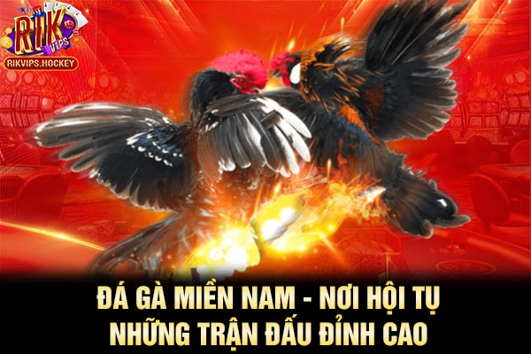 Đá Gà Miền Nam - Nơi Hội Tụ Những Trận Đấu Đỉnh Cao 1 Đá Gà Miền Nam - Nơi Hội Tụ Những Trận Đấu Đỉnh Cao