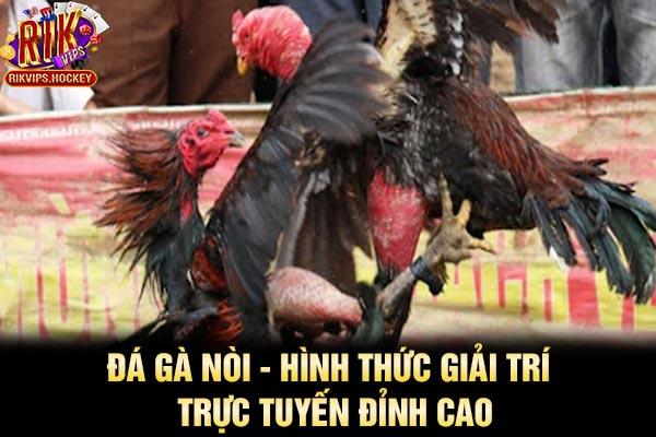 Đá Gà Nòi - Hình Thức Giải Trí Trực Tuyến Đỉnh Cao 1 Đá Gà Nòi - Hình Thức Giải Trí Trực Tuyến Đỉnh Cao