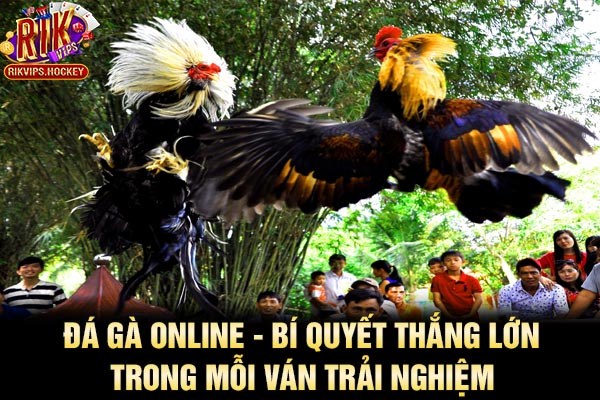Đá Gà Online - Bí Quyết Thắng Lớn Trong Mỗi Ván Trải Nghiệm 3 Đá Gà Online - Bí Quyết Thắng Lớn Trong Mỗi Ván Trải Nghiệm