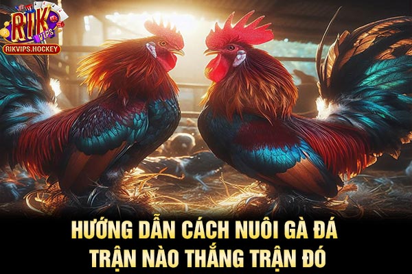 Hướng Dẫn Cách Nuôi Gà Đá Trận Nào Thắng Trận Đó