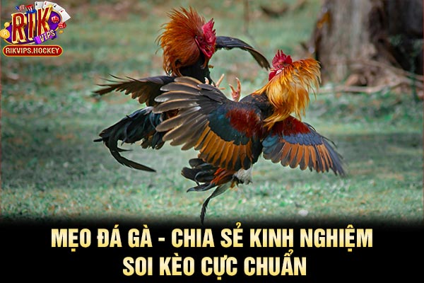 Mẹo Đá Gà - Chia Sẻ Kinh Nghiệm Soi Kèo Cực Chuẩn