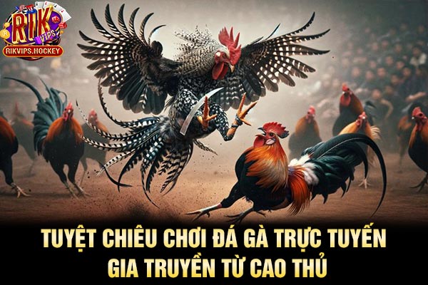 Tuyệt Chiêu Chơi Đá Gà Trực Tuyến Gia Truyền Từ Cao Thủ 1 Tuyệt Chiêu Chơi Đá Gà Trực Tuyến Gia Truyền Từ Cao Thủ