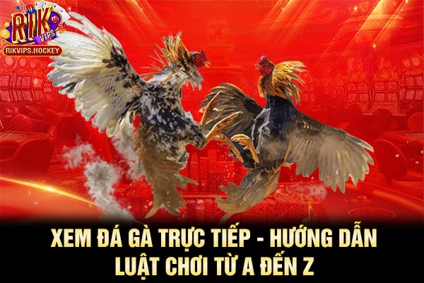 Xem Đá Gà Trực Tiếp - Hướng Dẫn Luật Chơi Từ A Đến Z